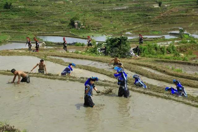 红河元阳哈尼梯田里在打泥巴仗