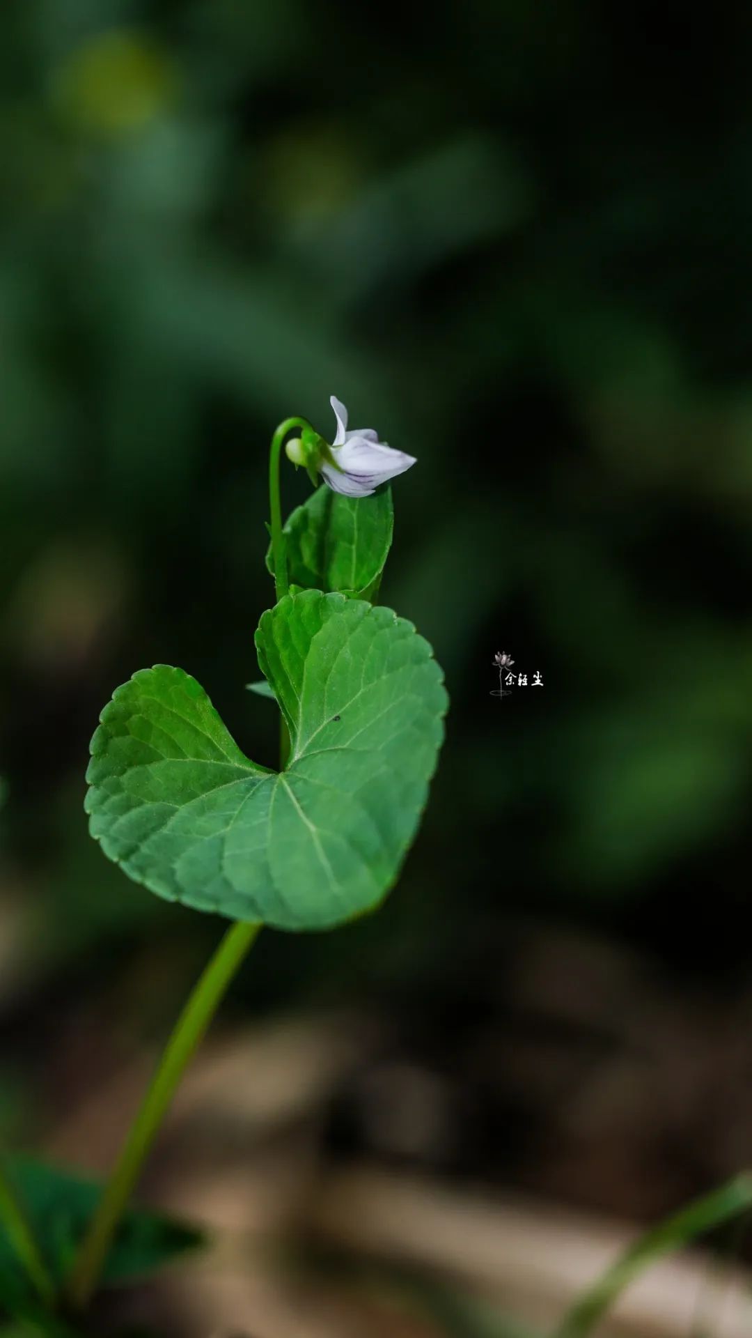 如意草