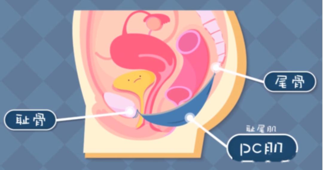 男子的pc肌是从阴囊到肛门之间的肌肉群,它起着抬起阴茎的辅助作用