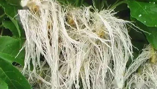 【植保技术】为什么说白根有劲,黄根保命,黑根有病,灰根要命?