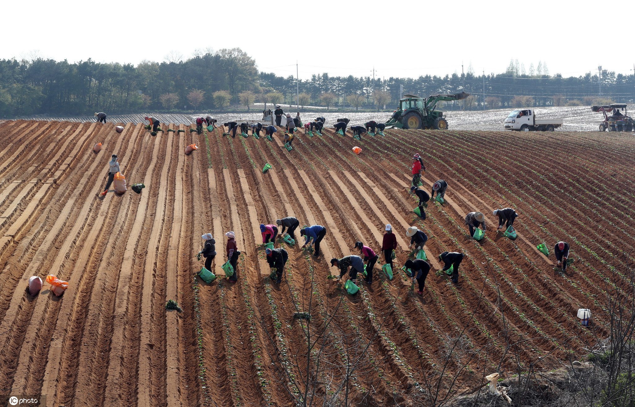 韩国农忙季开始农民栽种地瓜