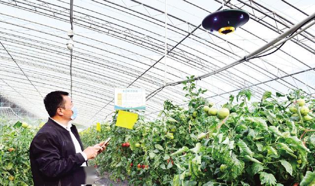 "中国蔬菜之乡"山东寿光市积极推动蔬菜大棚升级换代,2019年将ai人工