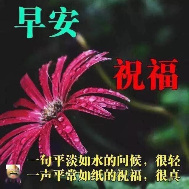 春暖花開鮮花早安圖片帶字推薦早上好問候語圖片