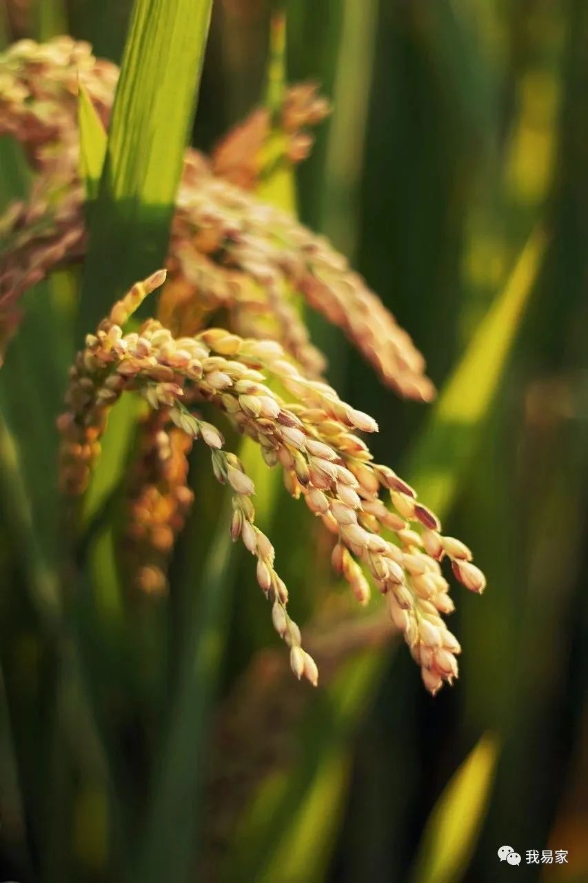 大米文明之路(一)—— 稻米的起源_水稻