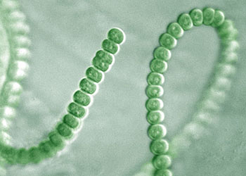 蓝藻门 cyanophyta细胞为原核细胞,主要是蓝藻门cyanophyta,有时被