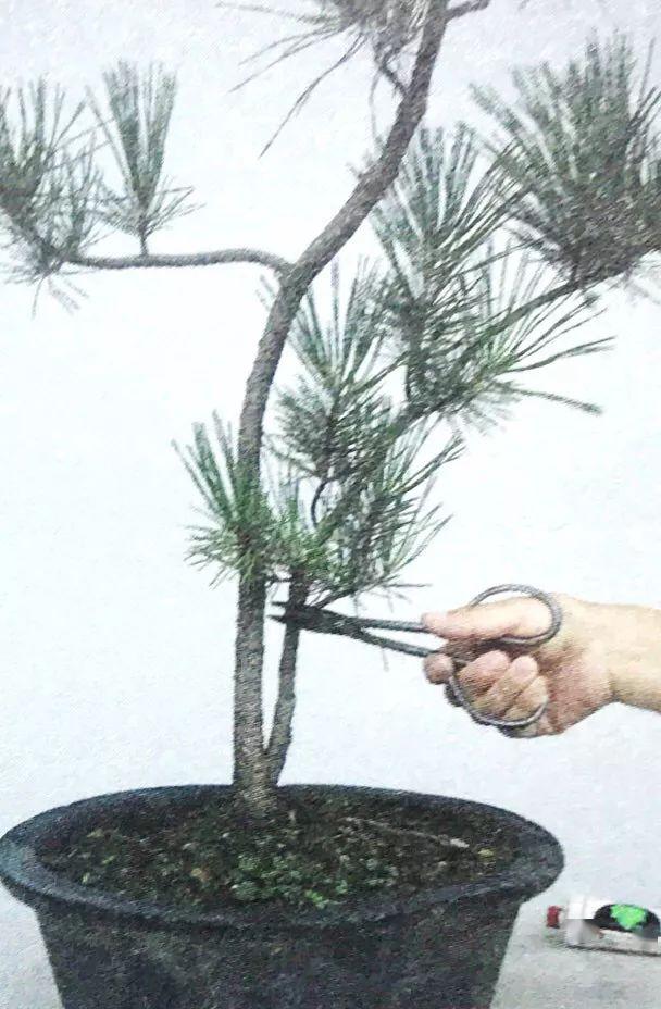 十年之前,它只是一棵黑松枝条;十年之后,作者开价十二万!