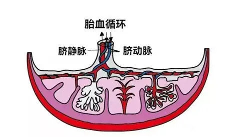 脐周静脉网图片