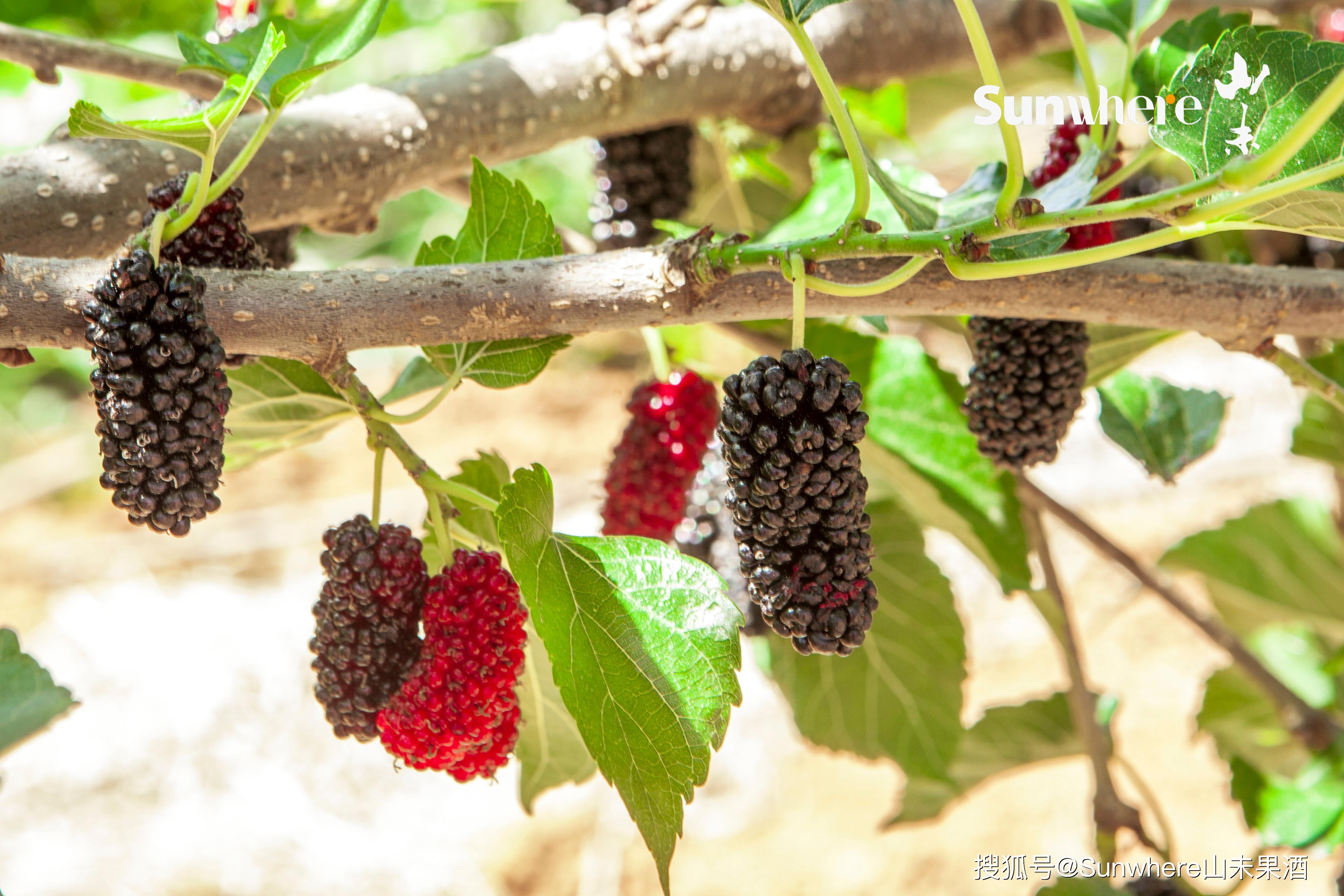 常吃5种纯天然美白抗衰水果,连化妆品的钱都省了!