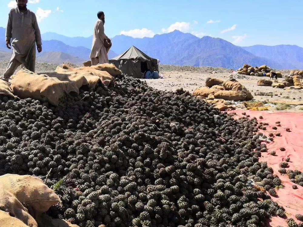 由于产巴西松子的松树生长周期极为漫长,在全球很少有种植的,只在中亚