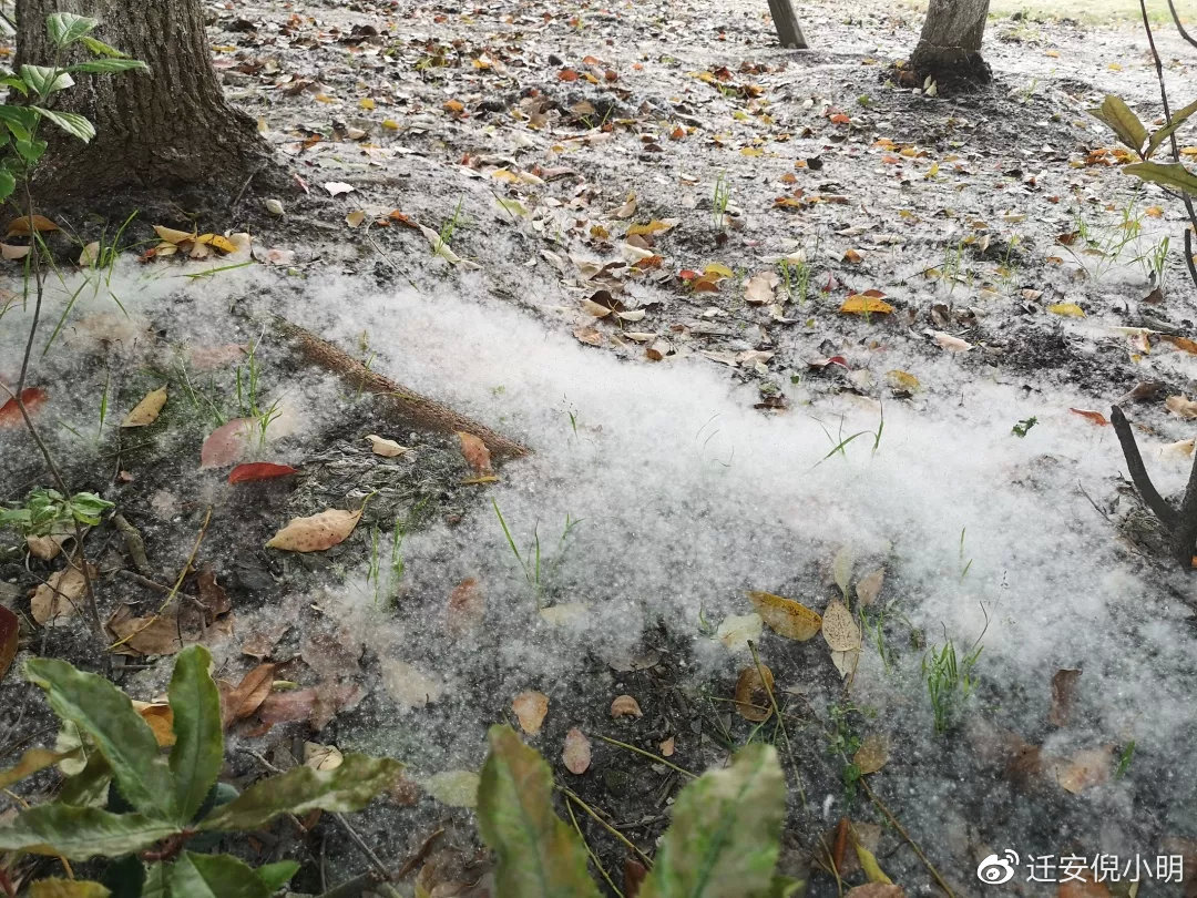 又是一年柳絮纷飞时敏感的你该怎么办