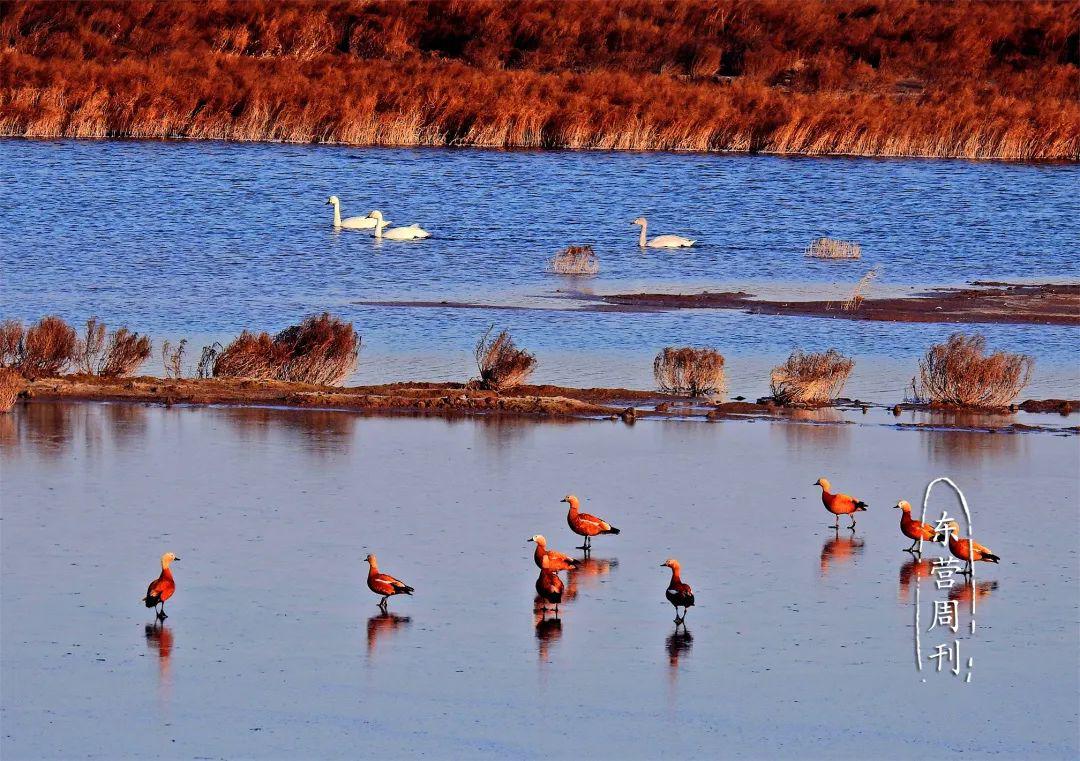 领略湿地风光体验特色文化东营市6大类9条旅游线路发布