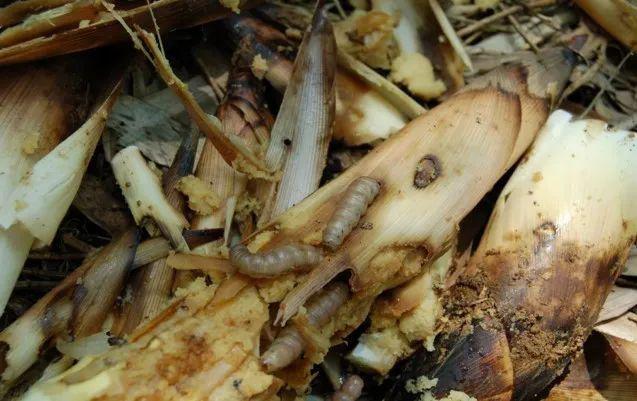 淡竹笋夜蛾竹笋禾夜蛾目前,以雷竹为主的食用竹笋已到留笋养竹期,覆盖