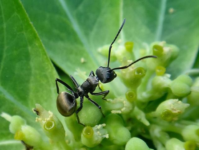 无敌的红火蚁谁能阻挡这种黑蚂蚁或有希望