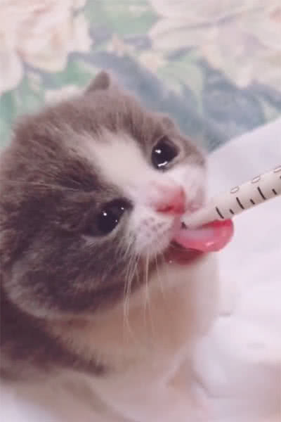 小奶猫被主人欺负,双眼泪汪汪让人瞬间软化,网友:欠你一个影帝