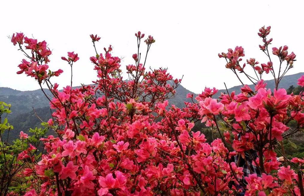 红色花海如期绽放,美得不似人间!