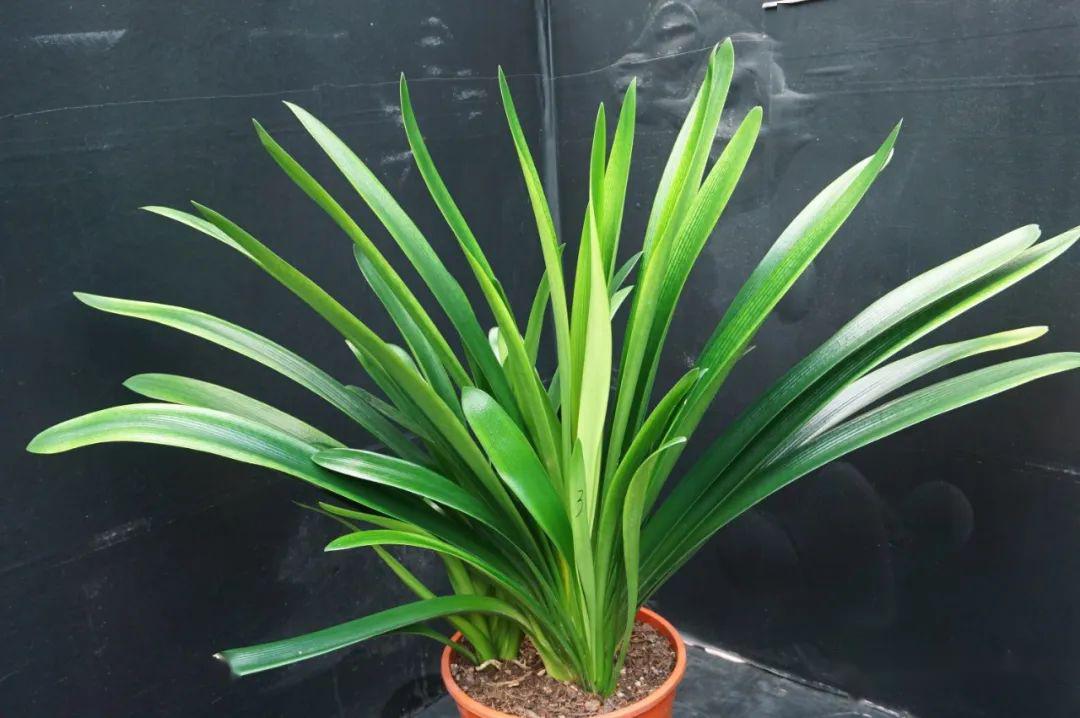 04.25】 【群兰】4棵_君子兰