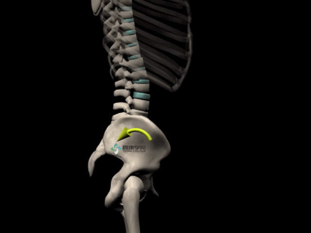 让坐骨结节向后下方移动(髋关节伸展同时髋关节外旋肌群与髋关节外