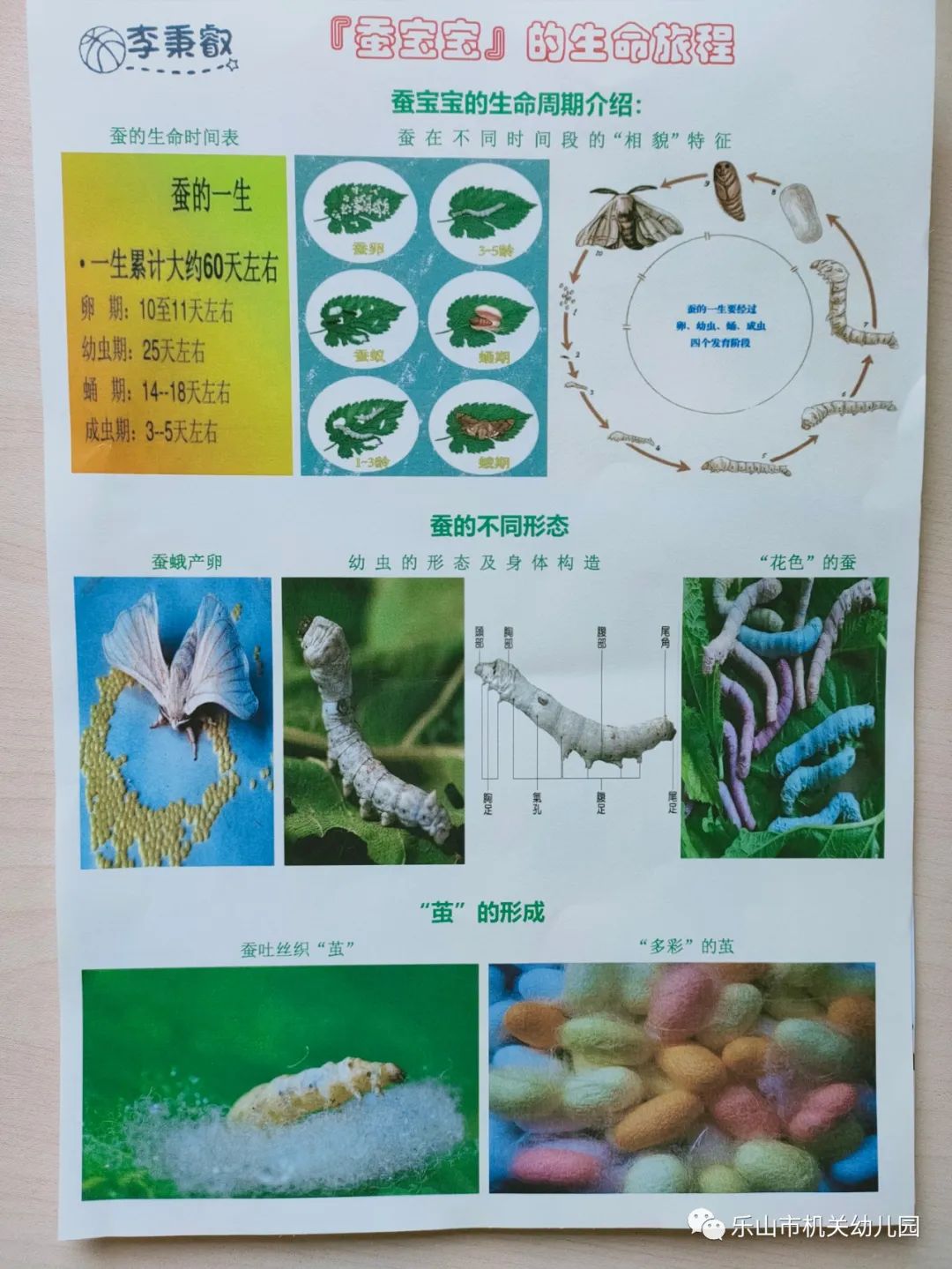 蚕的四种形态纸上得来终觉浅,老师为我们找到了真的蚕宝宝,我们拿着