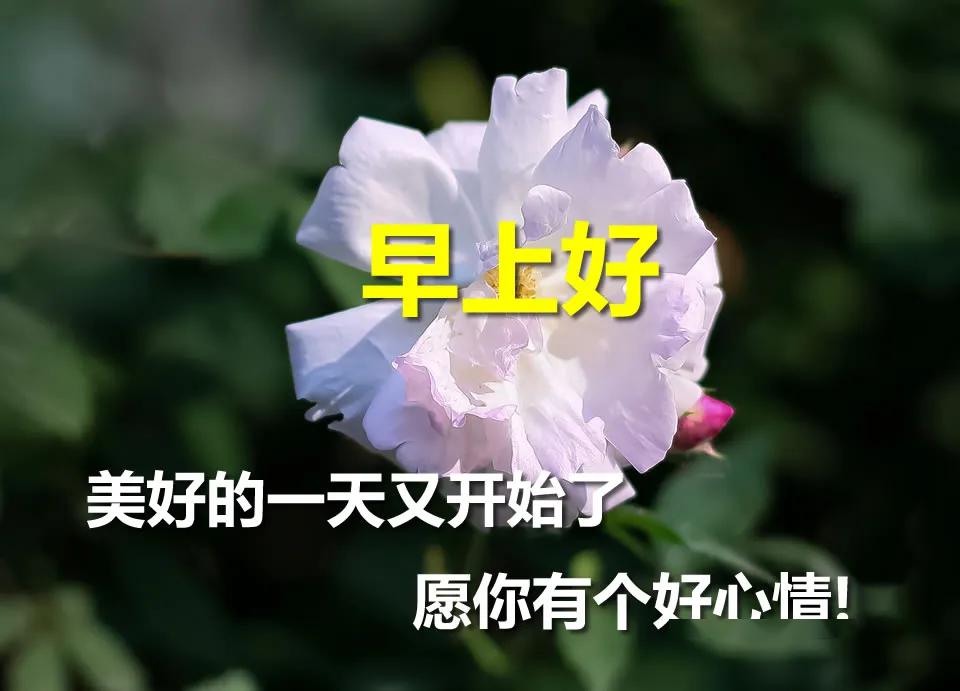 微信早上好祝福语暖心句子,早上好图片表情带问候语