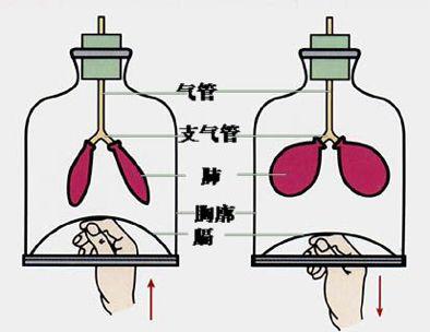 呼吸的全过程图示图片