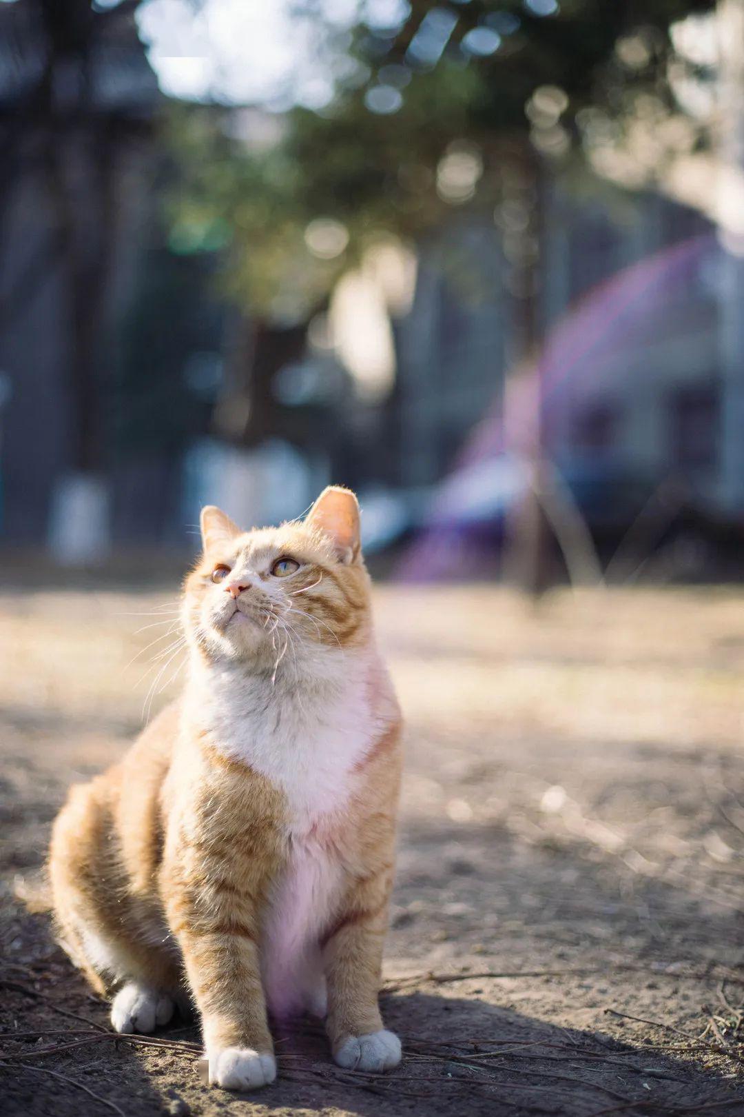 北大的猫我不想当网红我只想吃饱