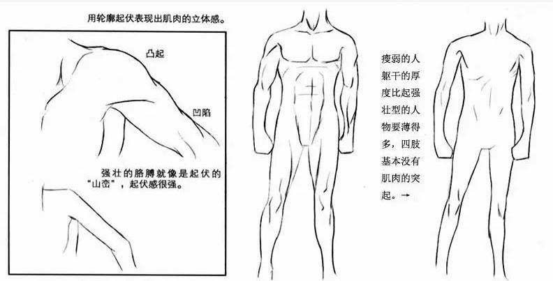 绘画技能干货人体躯干的绘画技巧一