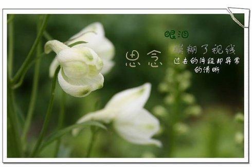 深深的怀念敬爱的外婆