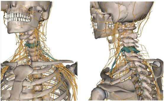 刺激肩胛上神经,对于临床上的神经性问题,疑难颈椎病,交感神经过于
