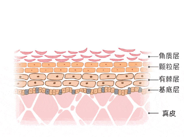 皮肤的结构由外到里分为表皮层,真皮层和皮下组织.