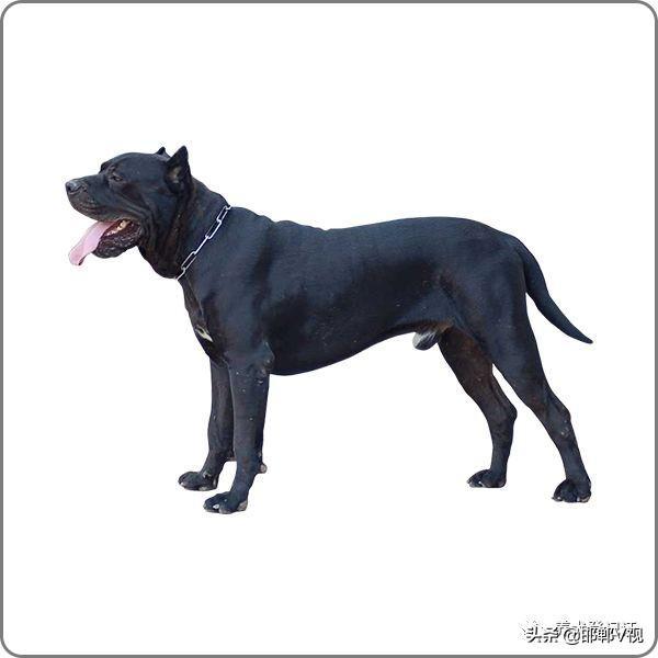 意大利卡斯罗犬意大利纽波利顿犬英国马士提夫敖犬中华田园犬中亚牧羊