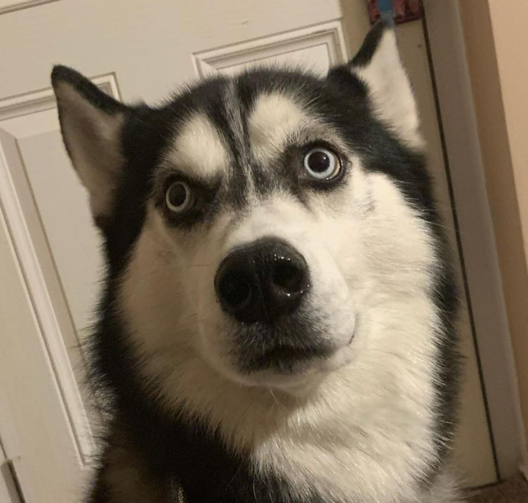 哈士奇小时候超萌但长大后妹子总感觉它要开口骂我