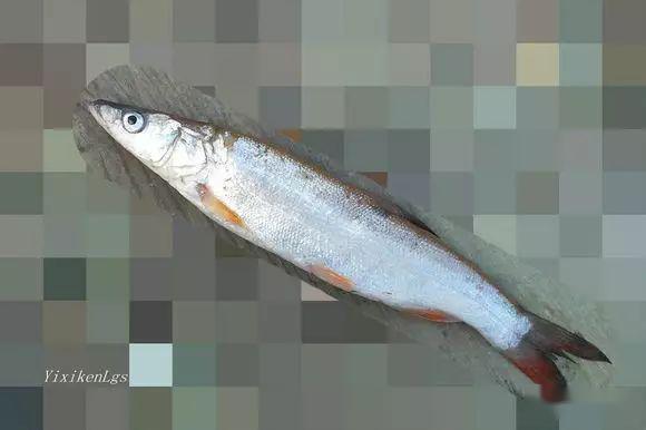 17.拟赤梢鱼属鲤形目,鲤科,雅罗鱼亚科,拟赤梢鱼属.