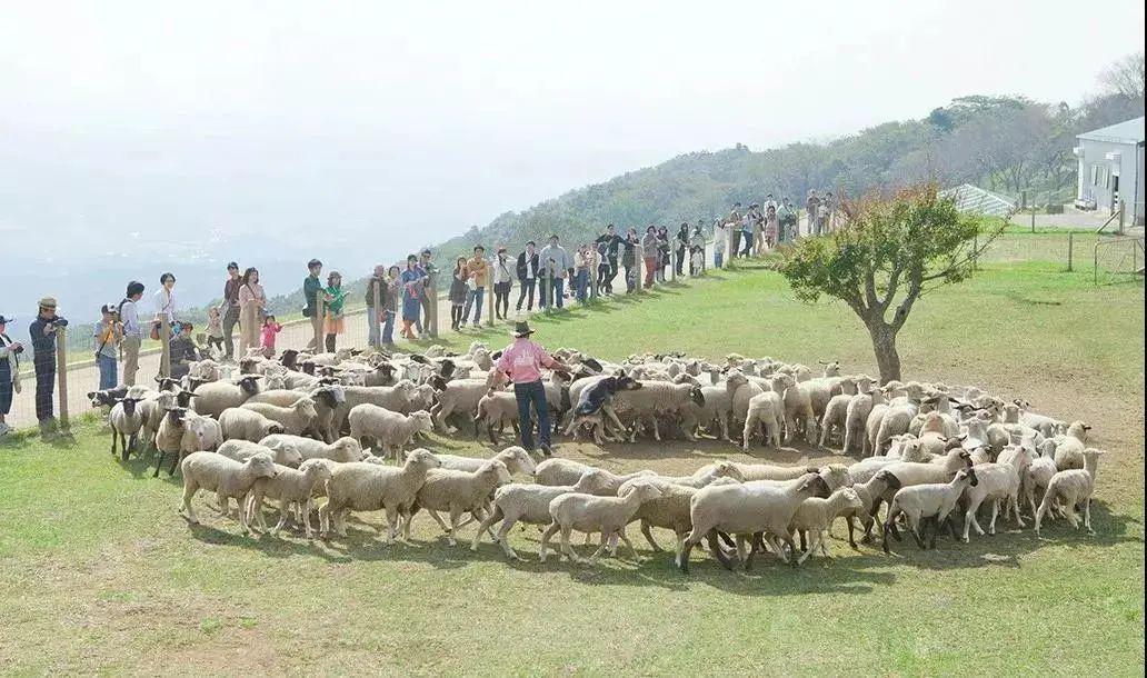 别开生面的周边游盘点年入2亿的日本母亲牧场是怎么运营的