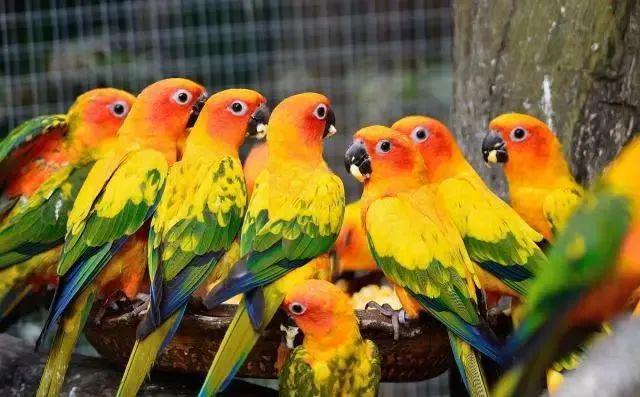 专家分析金太阳鹦鹉越爱叫越好不爱叫的坚决不要