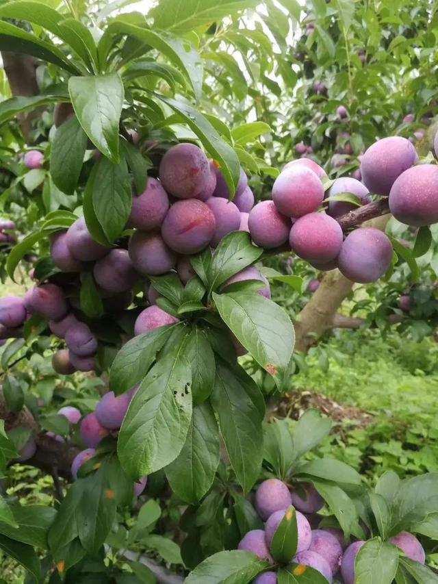 原创庭院种棵李子树,第二年挂满李子果,寓意好味道酸甜可口