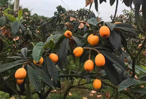 2020重庆广阳枇杷熟了五一开始采摘尝鲜不容错过