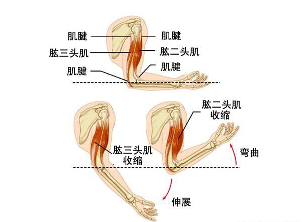 肱三头肌肌腱滑动图片