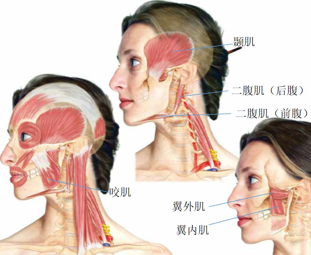 颞肌它的功能是将头转向对侧,在头部不动时帮助维持头部稳定