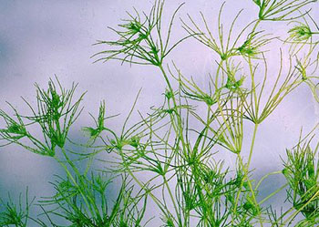 2.轮藻门 charophyta约有8600种,为藻类最大一门.