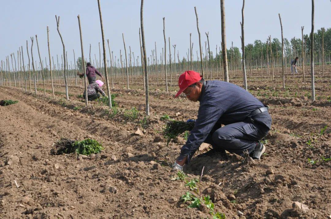 孙镇全市杭白菊种植推广现场会在孙镇召开