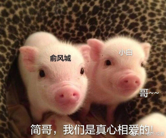 我们可以从《小白杨》中感受到热血,成长,也可以从中感受到揪人的你爱