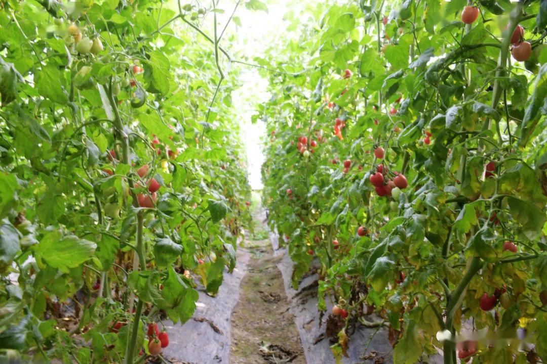 咱台前县这几个乡镇大棚蔬菜水果种类多快来看看吧