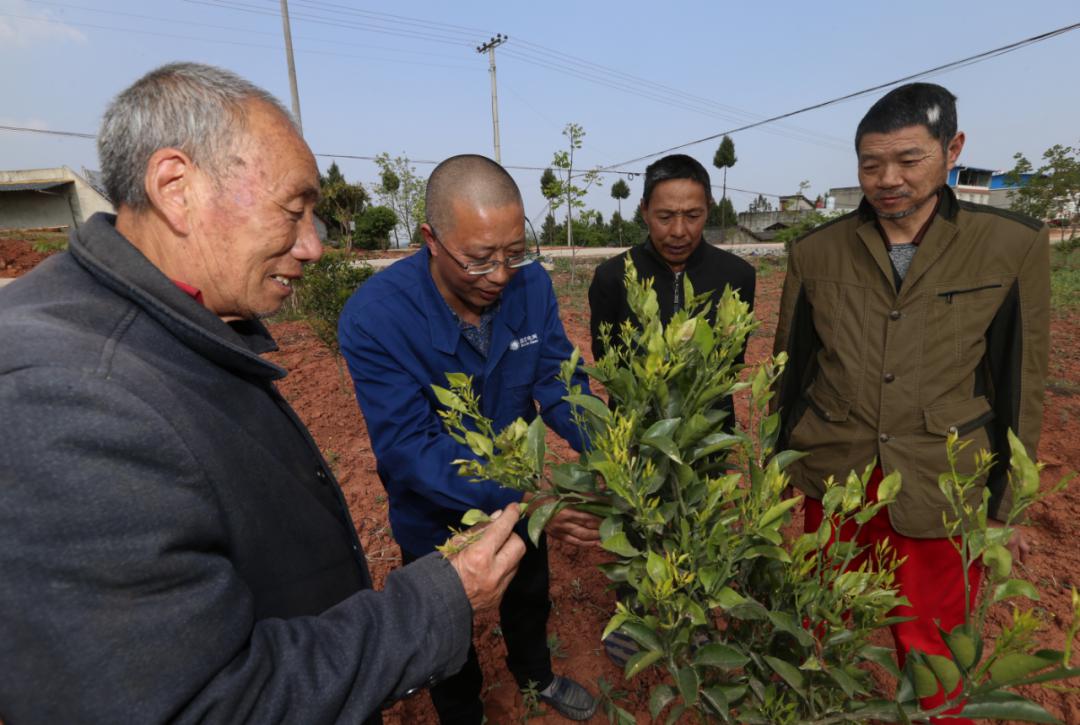 电工变身种植专家,都是为了干这件事_陈行洲