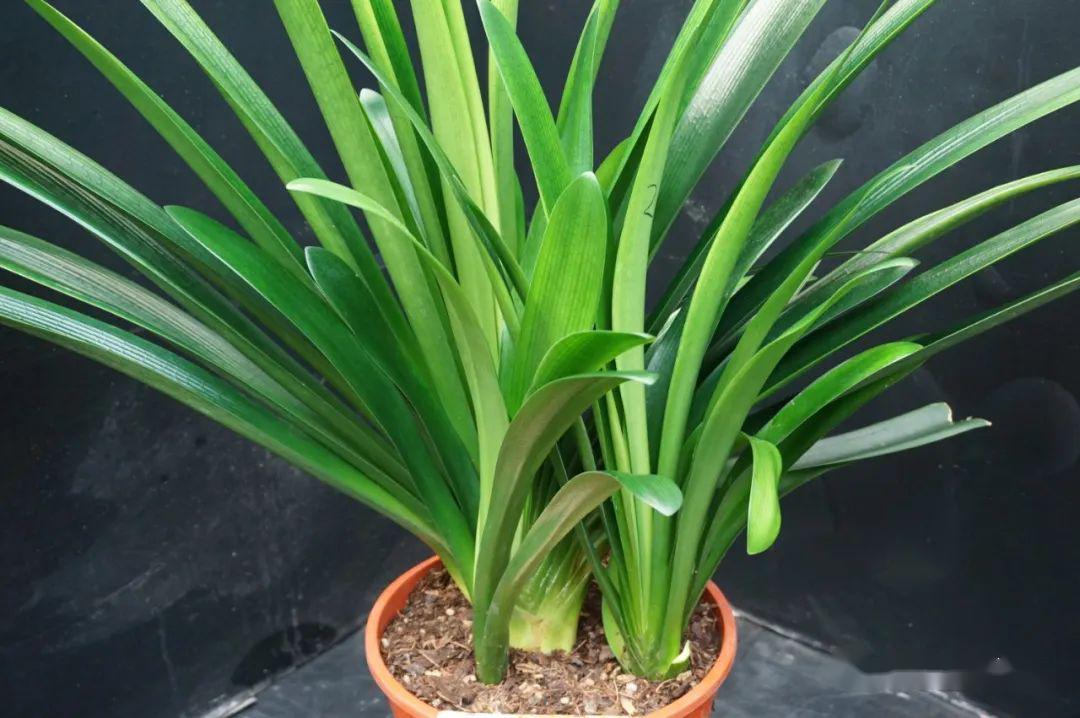 04.25】 【群兰】4棵_君子兰