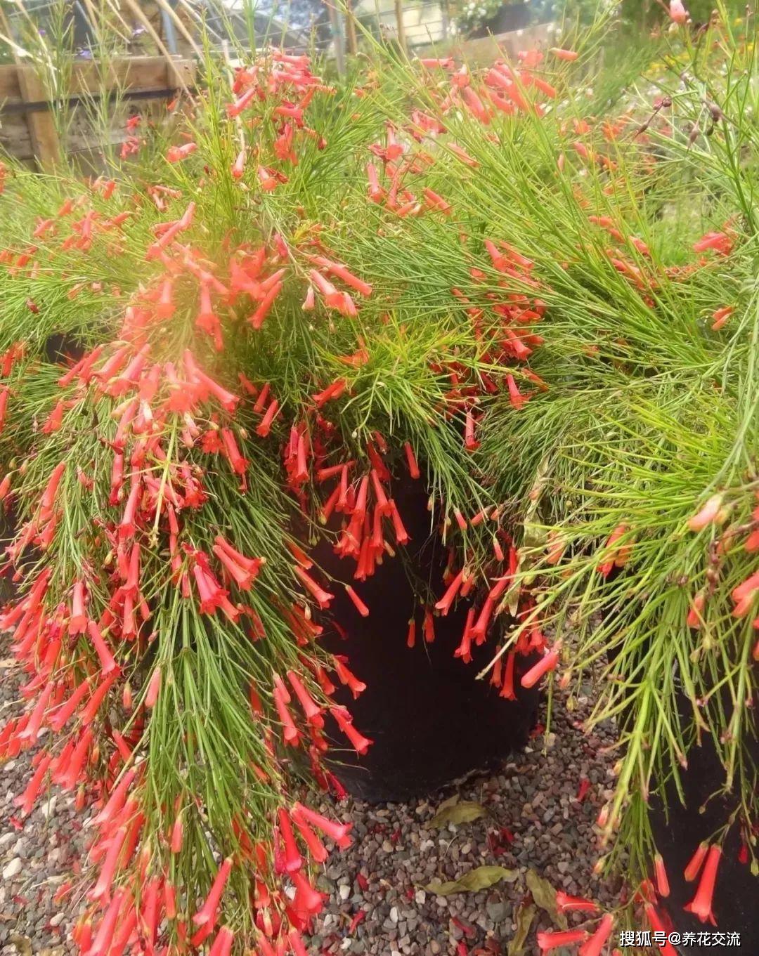 原创给家里多增添些热带风情这12种红红火火的热带红花不可少