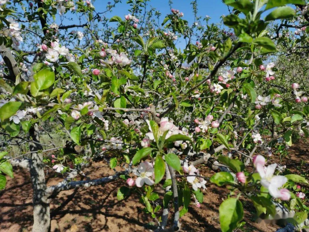 【果技】倒春寒之后果树的另一风景
