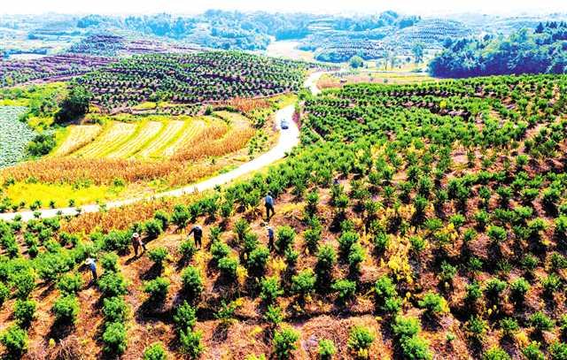 区县解读垫江保持决胜姿态巩固脱贫战果