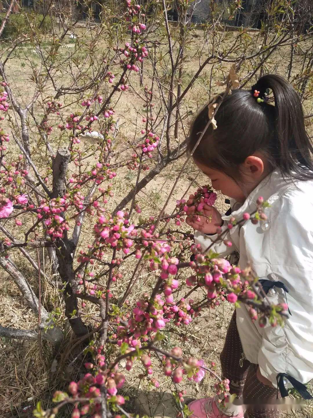 幼儿园寻找春天的花草图片