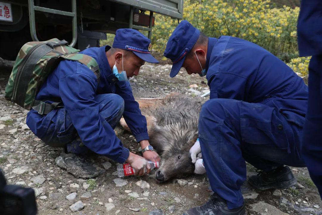 经确认,被困的野生动物为国家一级保护动物——赤斑羚.