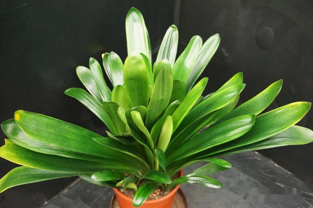 04.25】 【群兰】4棵_君子兰